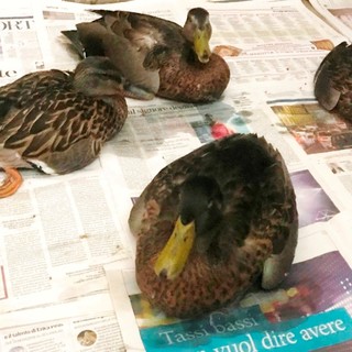 Albenga, moria di volatili nel rio Carenda all’altezza di Campochiesa