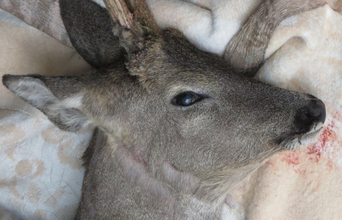 Ennesimo capriolo gravemente ferito, Enpa "E' il 32° quest'anno" Ennesimo capriolo gravemente ferito, Enpa "E' il 32° quest'anno"
