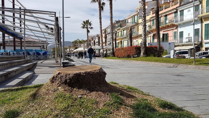 Loano, nuove palme in arrivo sulla passeggiata a mare