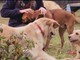 5 mila cucce 'cucciolotte' donate ai trovatelli accuditi dall’Enpa