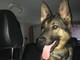 Ecco Lupo, il nuovo cane antidroga delle polizie locali di Albenga, Finale e Loano