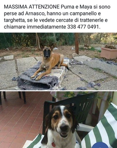 foto tratta dalla pagina facebook "ANTA LIGURIA.... Adozioni, stalli e ricerca" foto tratta dalla pagina facebook "ANTA LIGURIA.... Adozioni, stalli e ricerca"