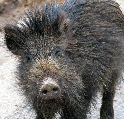 Il Cinghiale e l'assessore Bracco