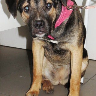 L'appello dell'Enpa: "Maya ha bisogno di un intervento chirurgico"