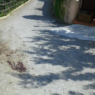 Carpe, un lupo sbrana un daino davanti alla porta di alcune abitazioni (FOTO)