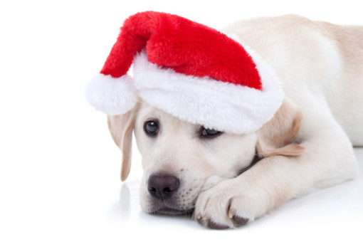 Enpa, sconsigli per gli acquisti di Natale
