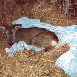 Capriolo in difficoltà a Calizzano soccorso dai volontari ENPA Capriolo in difficoltà a Calizzano soccorso dai volontari ENPA