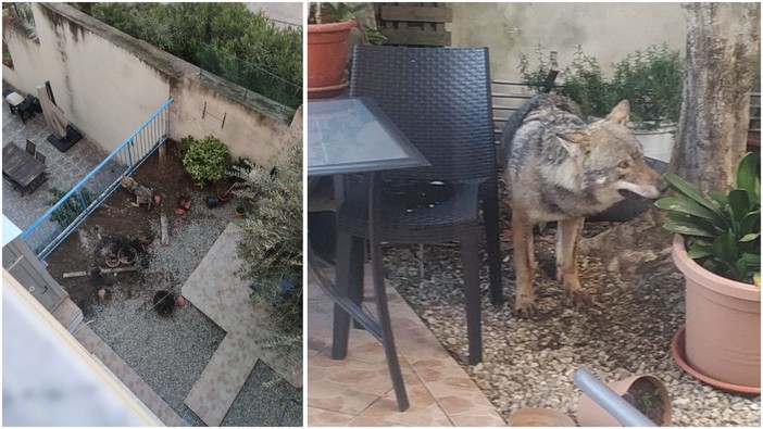 Savona, spunta un lupo in via Firenze: le immagini del ritrovamento (FOTO e VIDEO) Savona, spunta un lupo in via Firenze: le immagini del ritrovamento (FOTO e VIDEO)