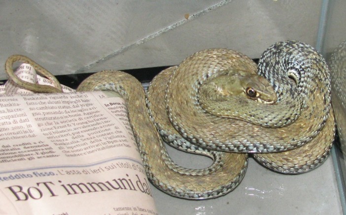 Savona, si ritrova un "Colubro lacertino" nel giardino di casa. Non sapendo che farsene chiama l'ENPA Savona, si ritrova un "Colubro lacertino" nel giardino di casa. Non sapendo che farsene chiama l'ENPA