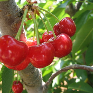 Pontinvrea: grande attesa per la "Ciliegiata 2011"