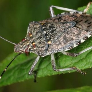 Le cimici invadono la Riviera, diverse le segnalazioni sui Social: "Sono ovunque"