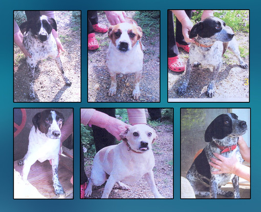 Daisy, Bric, Bec, Chico, Stracciatello e Nocciolina Daisy, Bric, Bec, Chico, Stracciatello e Nocciolina