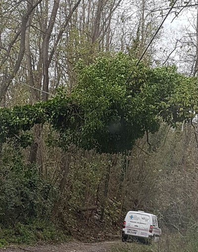 Natale, la proposta di ENPA Savona: "Scegliete un albero sintetico, per rispetto dell'ambiente"