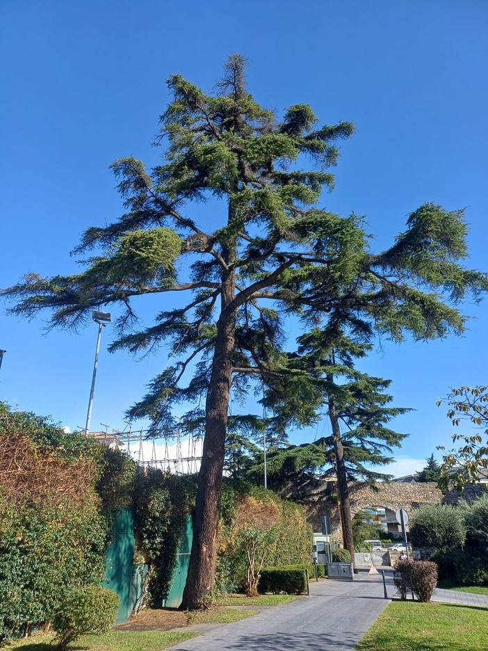 Loano, al via l'abbattimento di tre alberi malati nella zona del Giardino del Principe: saranno sostituiti da altre piante
Loano, al via l'abbattimento di tre alberi malati nella zona del Giardino del Principe: saranno sostituiti da altre piante