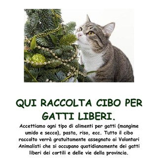 Pietra Ligure: raccolta cibo per i randagi