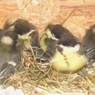 Le cinciallegre soccorse