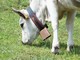 Allevamento: ok all’impegno di 200 mila euro per ara Piemonte per l’attività di selezione e controlli funzionali del bestiame ligure