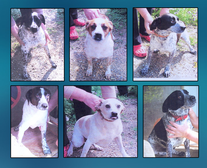 Daisy, Bric, Bec, Chico, Stracciatello e Nocciolina Daisy, Bric, Bec, Chico, Stracciatello e Nocciolina