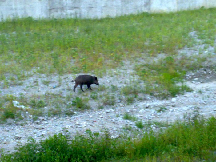 Savona: cinghiale a spasso per le vie del centro