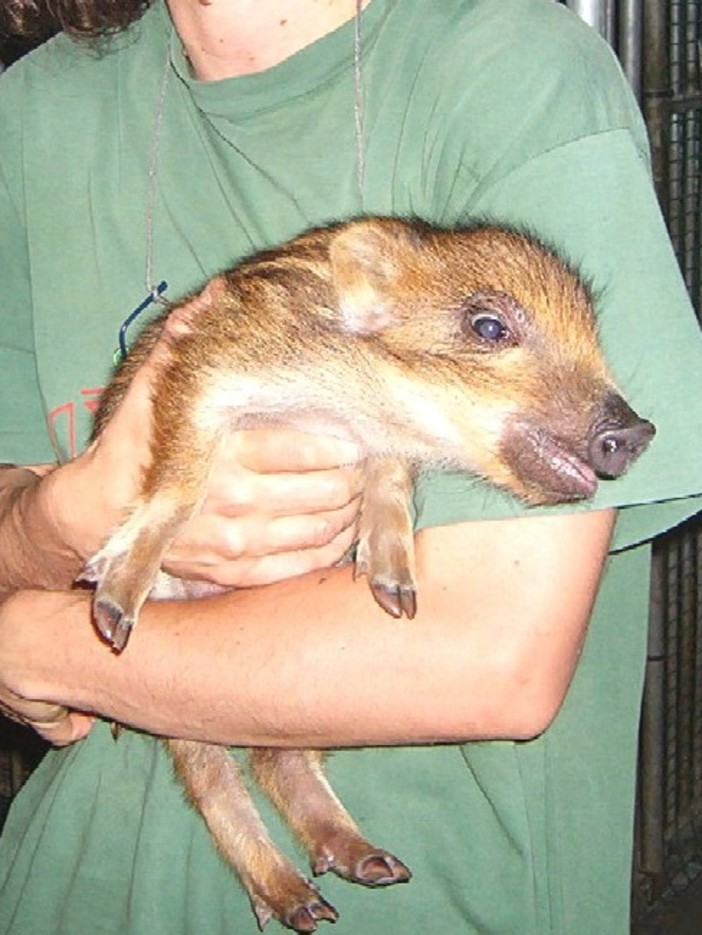 Cinghiali, l'Enpa: "Irricevibile insegnare la caccia nelle scuole" Cinghiali, l'Enpa: "Irricevibile insegnare la caccia nelle scuole"