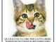 Savona, i volontari dell'Enpa in aiuto di gatti e cani bisognosi Savona, i volontari dell'Enpa in aiuto di gatti e cani bisognosi