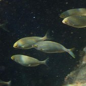 Sottocosta …a cura di Ghjuvan Pasquale Sottocosta …a cura di Ghjuvan Pasquale