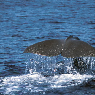 Andora: "Il Santuario dei Cetacei è una risorsa a rischio"
