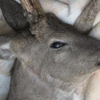 Ennesimo capriolo gravemente ferito, Enpa "E' il 32° quest'anno"