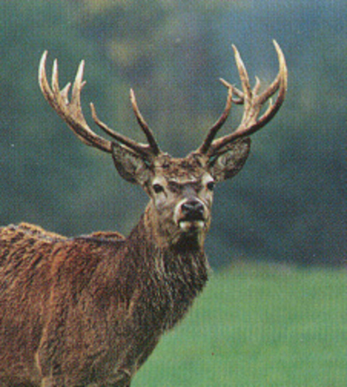 Il 28% degli adulteri tradisce nella seconda casa. A sostenerlo un sito di corna digitali Il 28% degli adulteri tradisce nella seconda casa. A sostenerlo un sito di corna digitali