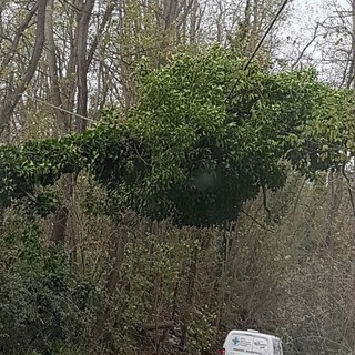 Natale, la proposta di ENPA Savona: "Scegliete un albero sintetico, per rispetto dell'ambiente"