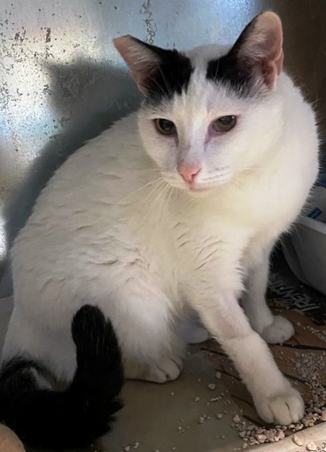 Enpa esprime gratitudine verso gli avventori del bar Moulin Rouge di Vispa: "Grazie per le offerte"