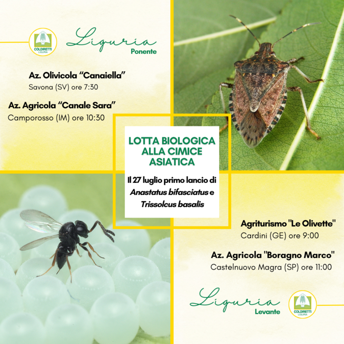 Cimice asiatica, Coldiretti porta in Liguria la lotta biologica a impatto zero Cimice asiatica, Coldiretti porta in Liguria la lotta biologica a impatto zero