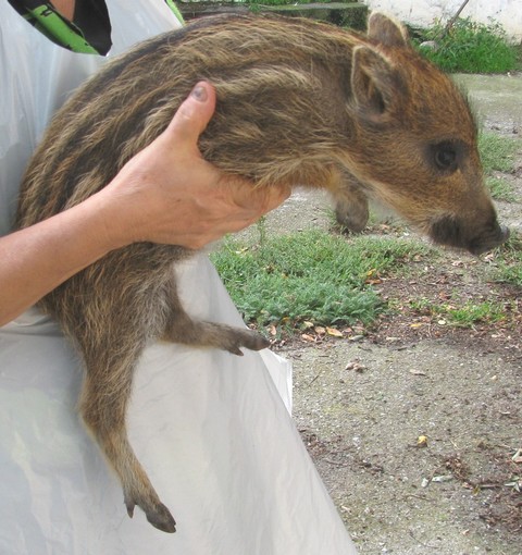 Femmine di cinghiale e cuccioli come attrazione a Spotorno, Enpa: "Li vogliono fucilare"
