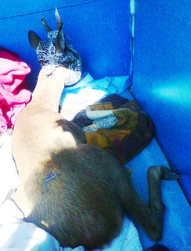 Capriolo ferito da una macchina soccorso dall'Enpa a Roccavignale:"Inadempienza giunta Toti"