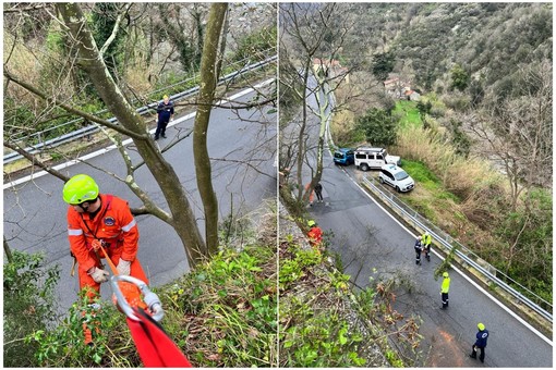 Albisola, rimozione di alberi pericolanti ad Ellera: intervento della protezione civile e della Provincia (FOTO) Albisola, rimozione di alberi pericolanti ad Ellera: intervento della protezione civile e della Provincia (FOTO)