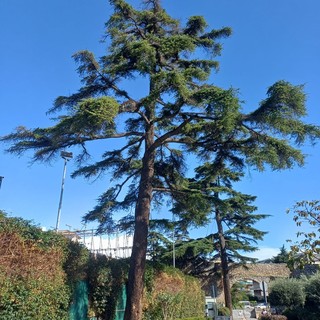 Loano, al via l'abbattimento di tre alberi malati nella zona del Giardino del Principe: saranno sostituiti da altre piante
Loano, al via l'abbattimento di tre alberi malati nella zona del Giardino del Principe: saranno sostituiti da altre piante