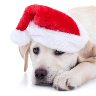 Enpa, sconsigli per gli acquisti di Natale