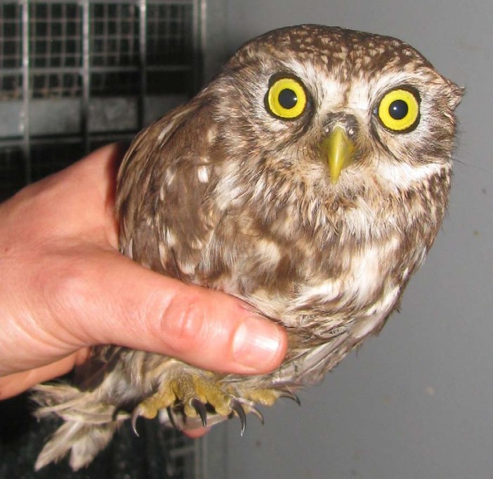 Carcare, vietato di rinfocillare gli animali selvatici. Enpa: un'inefficace crudeltà del sindaco