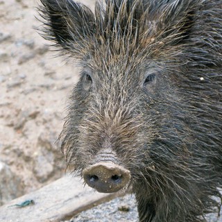 Altro cinghiale ammazzato a Spotorno. Ma sparare in aria, prima di uccidere, no?