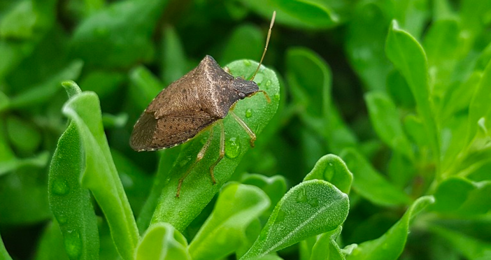 80 milioni di euro per i danni della cimice asiatica, Boeri (Coldiretti Liguria): "Provvedimento importante che aiuterà tante aziende" 80 milioni di euro per i danni della cimice asiatica, Boeri (Coldiretti Liguria): "Provvedimento importante che aiuterà tante aziende"