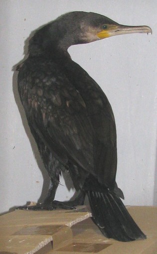 Savona: cormorano ferito plana nella foce del Letimbro Savona: cormorano ferito plana nella foce del Letimbro