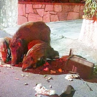 Andora, scorribande notturne dei cinghiali in Strada della Bura. I residenti protestano: "Non ci sentiamo tutelati"