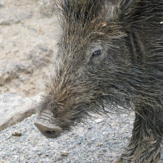 Cinghiale si, cinghiale no: rissa sfiorata tra camperisti