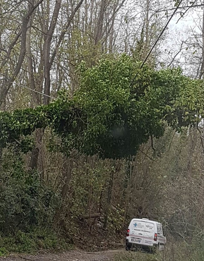 Natale, la proposta di ENPA Savona: "Scegliete un albero sintetico, per rispetto dell'ambiente" Natale, la proposta di ENPA Savona: "Scegliete un albero sintetico, per rispetto dell'ambiente"