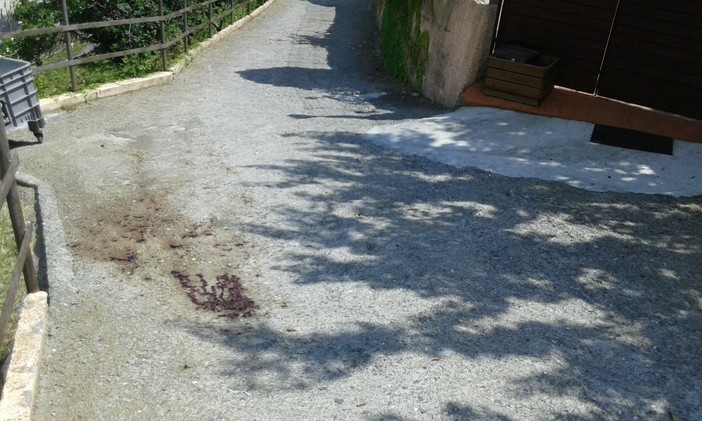 Carpe, un lupo sbrana un daino davanti alla porta di alcune abitazioni (FOTO) Carpe, un lupo sbrana un daino davanti alla porta di alcune abitazioni (FOTO)
