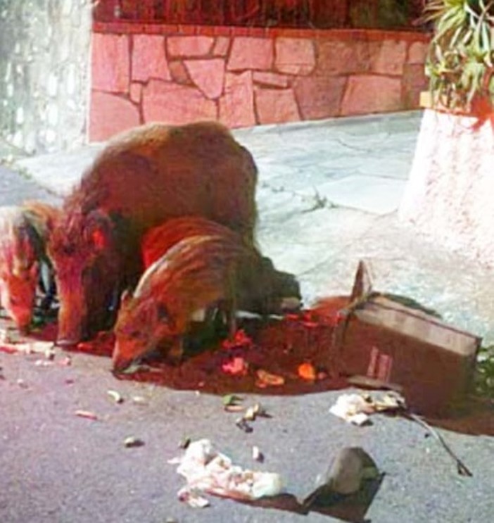 Andora, scorribande notturne dei cinghiali in Strada della Bura. I residenti protestano: "Non ci sentiamo tutelati"