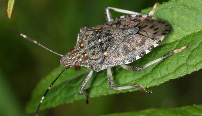 Le cimici invadono la Riviera, diverse le segnalazioni sui Social: "Sono ovunque"