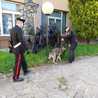 "Scuole sicure": il cane "Artur" dei Carabinieri Cinofili veglia su Carcare