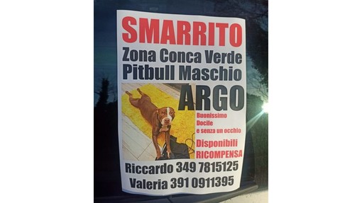 Savona, Riccardo e Valeria cercano Argo, pitbull smarrito in Conca Verde