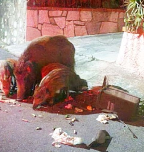 Andora, scorribande notturne dei cinghiali in Strada della Bura. I residenti protestano: "Non ci sentiamo tutelati" Andora, scorribande notturne dei cinghiali in Strada della Bura. I residenti protestano: "Non ci sentiamo tutelati"